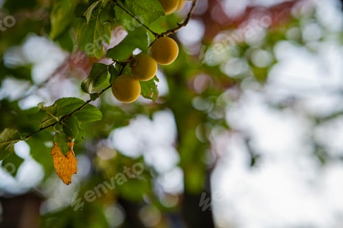 Preview: Close up of the plum tree branch with ripe juicy fruits on sunset light