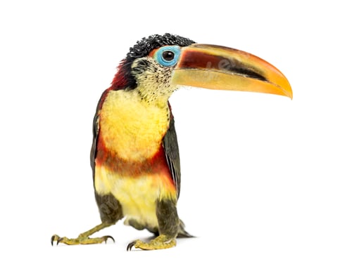Preview: Curl-crested aracari, isolated on white