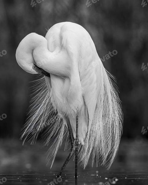 Preview: A vertical grayscale shot of a white egret bird ruffling its own feathers