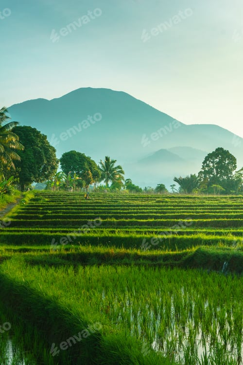 Preview: Beautiful morning view in Indonesia, panoramic landscape of rice fields with mountain