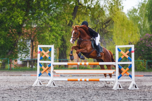 Preview: Young woman riding horseback jumping over the hurdle on showjumping course