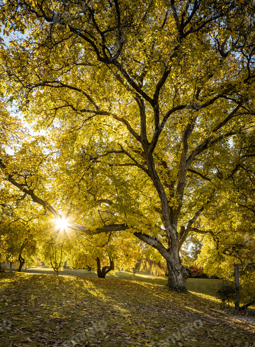 Preview: Beautiful scenery of sunburst through autumn tree Wanaka in New Zealand