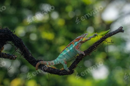Preview: Chameleon eating the grasshopper on a branch on a blurred background