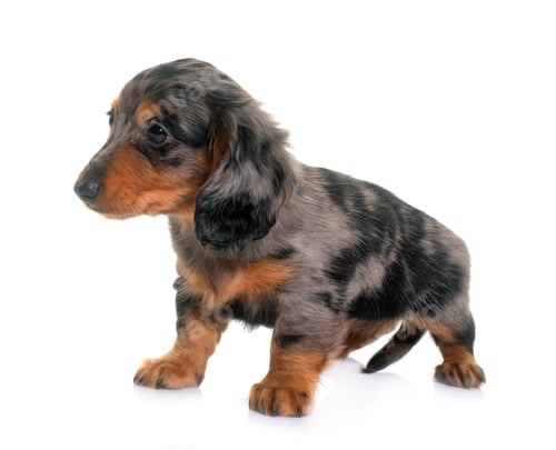 Preview: puppy dachshund in studio