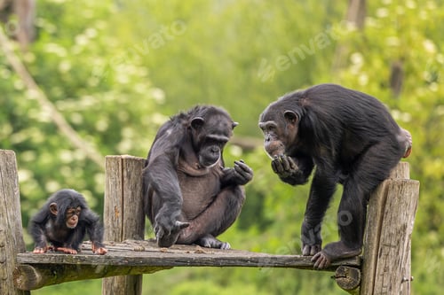 Preview: the chimpan are in the fence eating food from their hands