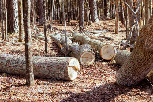 Preview: In forest stacks freshly cut logs before transferring them to a sawmill