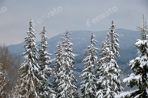 Vorschau: Nahaufnahme von mit frischem Schnee bedeckten Tannenzweigen im winterlichen Bergwald