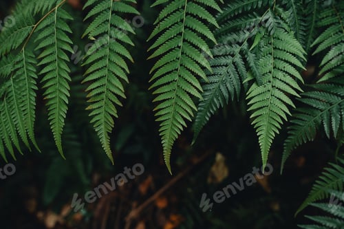 Preview: Dark green fern leaves in nature