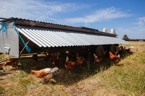 Preview: Chickens In A Field Feeding