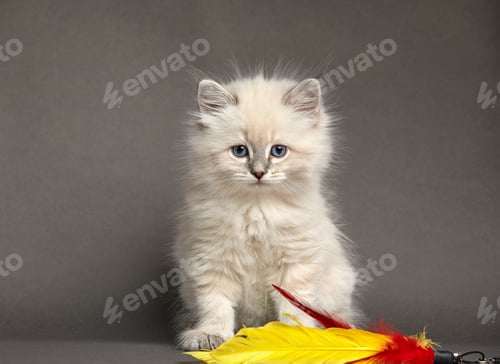 Preview: Cute fluffy kitten plays with bait on a gray background, cheerful kitten, copyspace.