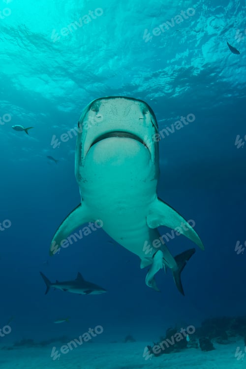 Preview: Low angle view of tiger shark swimming, Tiger Beach, Bahamas