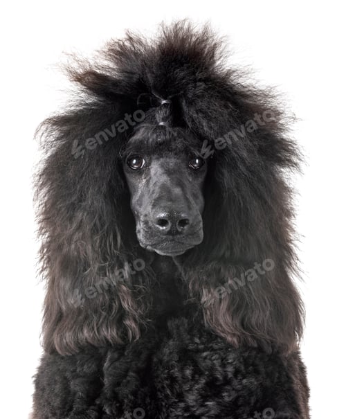 Preview: black standard poodle