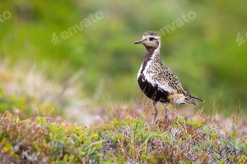 Preview: European golden plover looking on heathland in Iceland