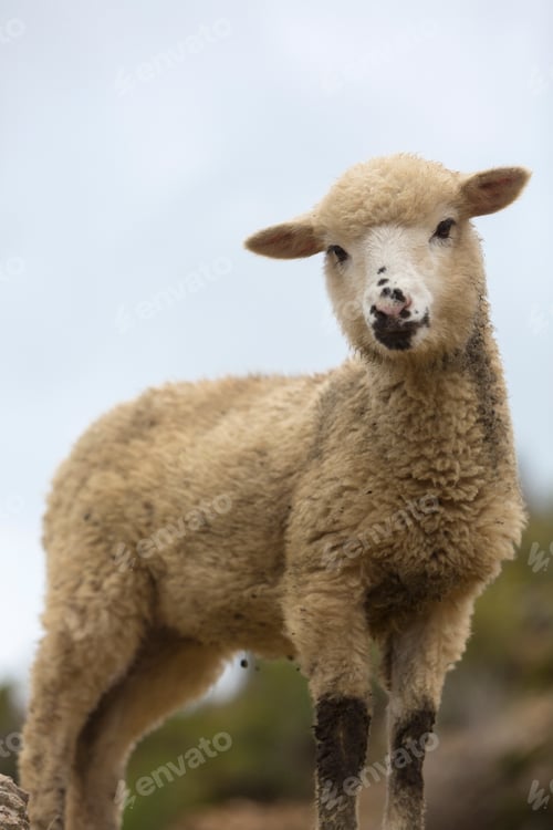 Preview: Cute baby goat on Isla del Sol, Bolivia