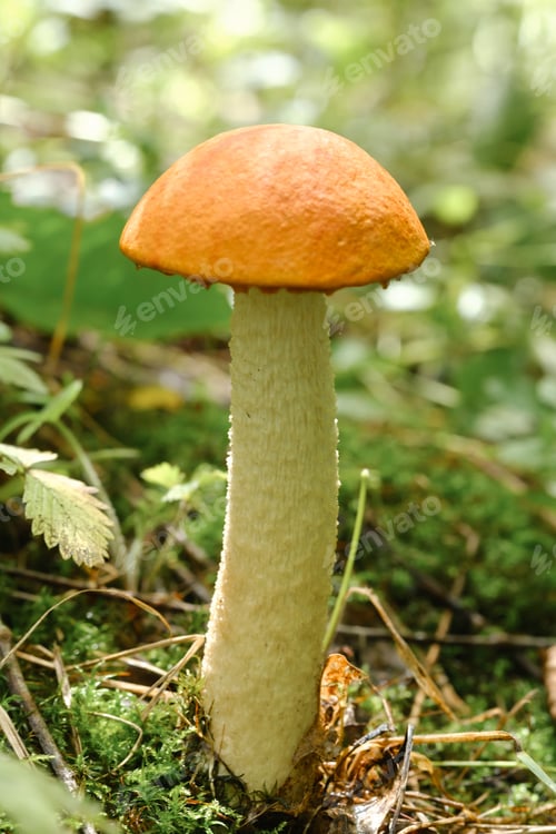 Preview: An edible aspen mushroom growing in the forest. Mushrooms in the forest. Mushroom picking