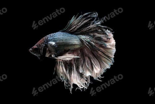 Preview: Colorful with main color of metal white and black betta fish, Siamese fighting fish