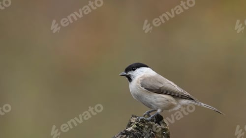 Preview: Marsh Tit (Poecile/Parus Palustris) Sitting on a Stick.