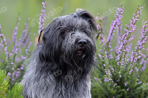 Preview: Schapendoes, Dutch Sheepdog portrait outdoors