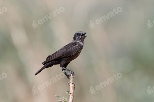 Preview: Northern anteater-chat (Myrmecocichla aethiops)
