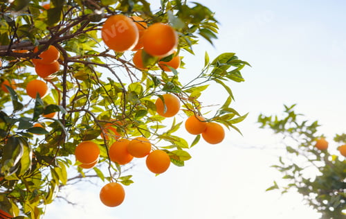 Preview: Orange garden, summer background. Turkey district of city of Demre