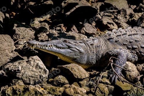 Preview: Crocodile at Sumidero Canyon - Chiapas, Mexico