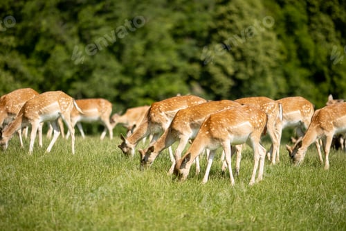 Preview: Reindeers on the foothills of Jelenov Greben in Slovenia