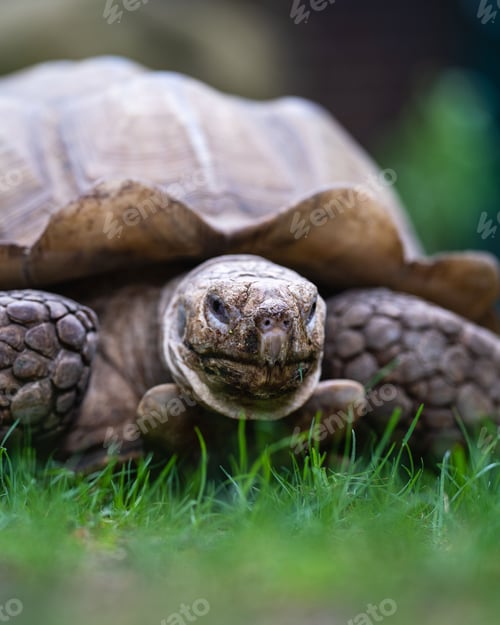 Preview: Vertical closeup of an African spurred tortoise on grass, against the blurred background