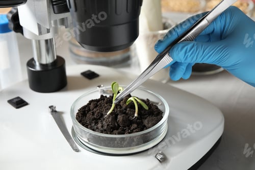 Preview: Scientist doing phytopathological testing of plants with microscope in laboratory, closeup