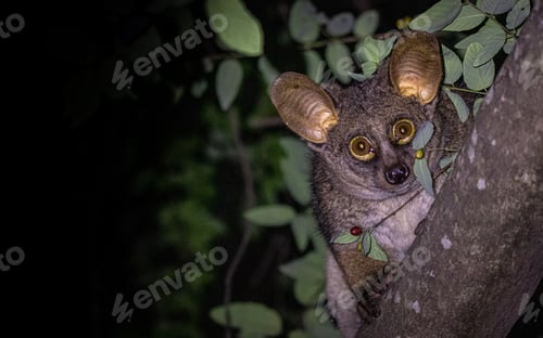 Preview: A thick tailed bushbaby, Otolemur crassicaudatus, hangs on a tree, direct gaze