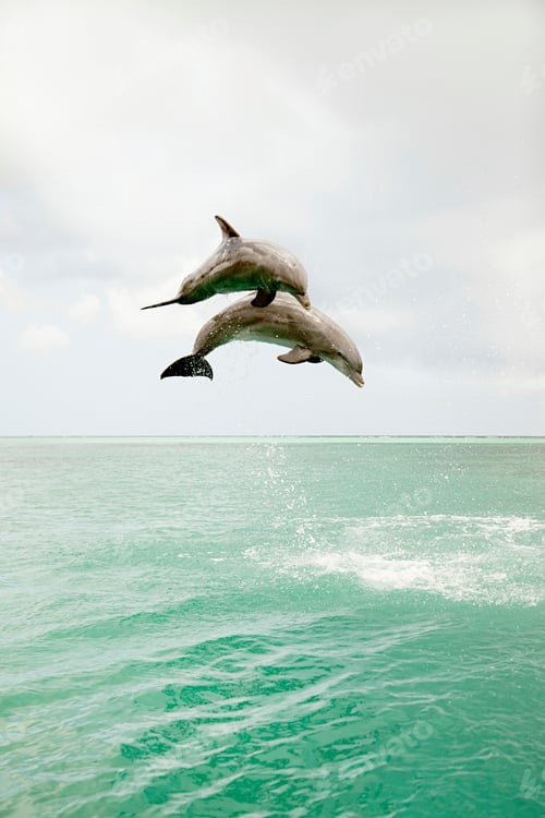 Preview: Bottlenose dolphins leaping from sea