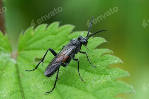 Preview: Closeup on the EUropean Red-belted Macrophya annulata sawfly, sitting on a green leaf