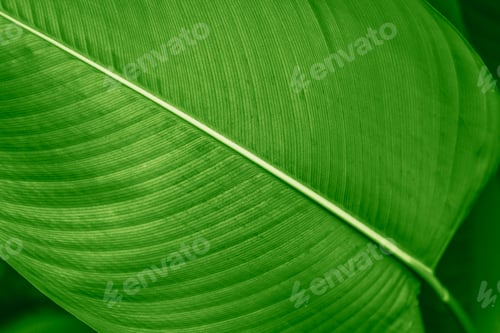 Preview: Calathea lutea leaf macro shot background