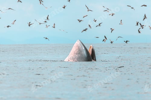 Preview: Bryde's whale, Eden's whale, Eating fish at gulf of Thailand