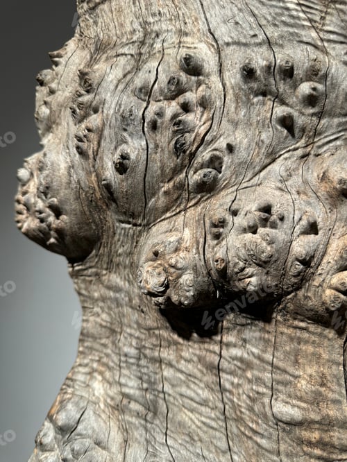 Preview: Maple wood Burl