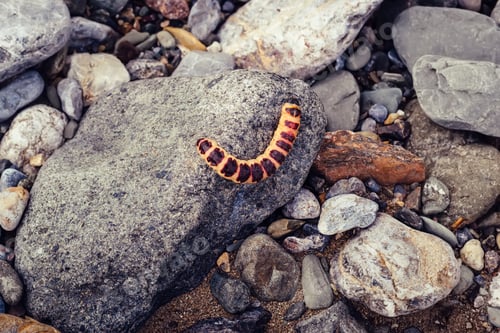 Preview: Red caterpillar Cossus Cossus on gray stones
