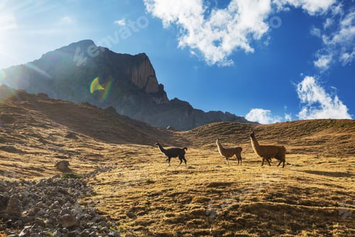 Preview: Llama