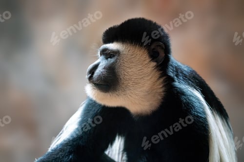Preview: Mantled Guereza mokey (Colobus guereza)