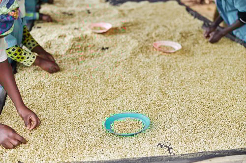Preview: African female workers are sorting out coffee beans at washing station