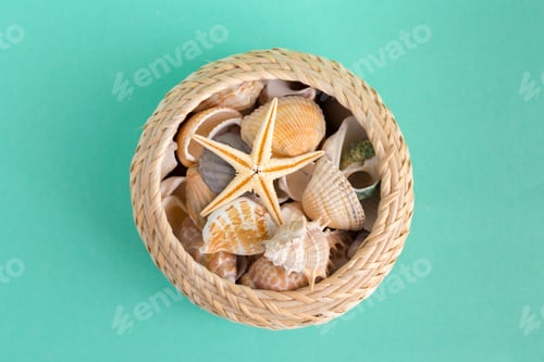 Preview: seashells on a bright background