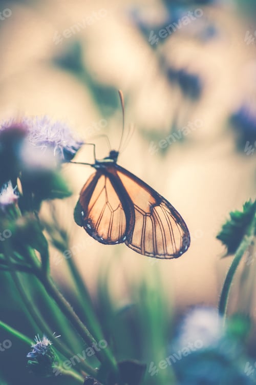Preview: Glasswinged butterfly on the flower