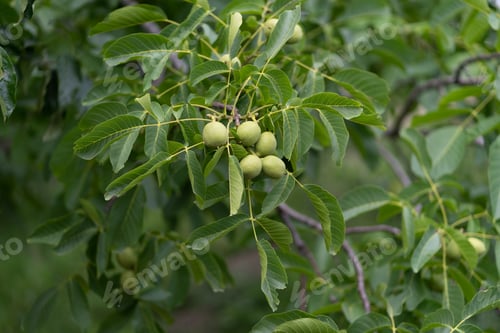 Preview: Green walnut on the tree