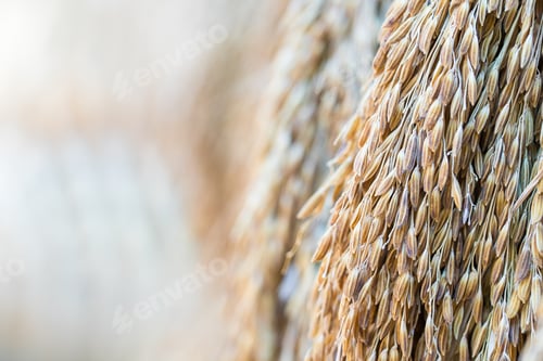 Preview: Dry paddy rice seeds-4