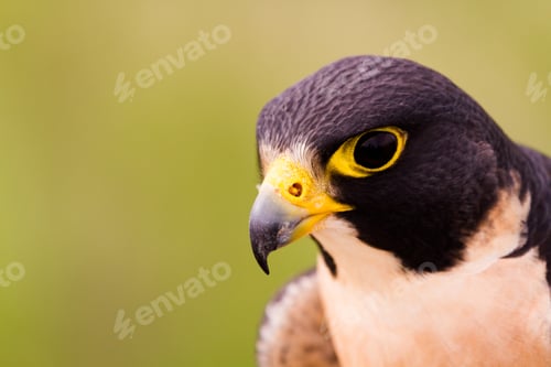 Preview: Peregrine Falcon