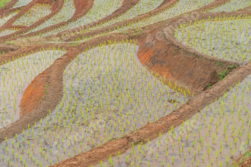 Preview: Fresh paddy rice, green agricultural field in countryside or rural area in Asia. Nature landscape.
