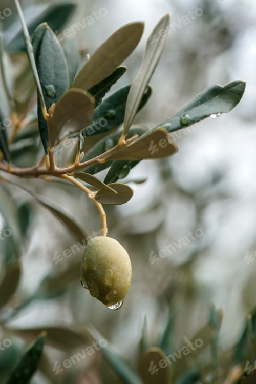Preview: Ripe green olive fruit on branch in organic orchard
