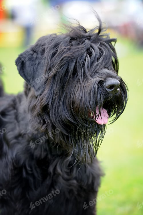 Preview: Dog in green grass