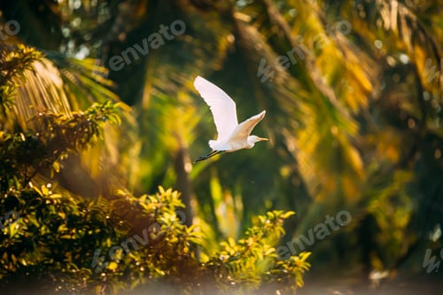 Preview: Goa, India. White Little Egret Flying On Background Greenery