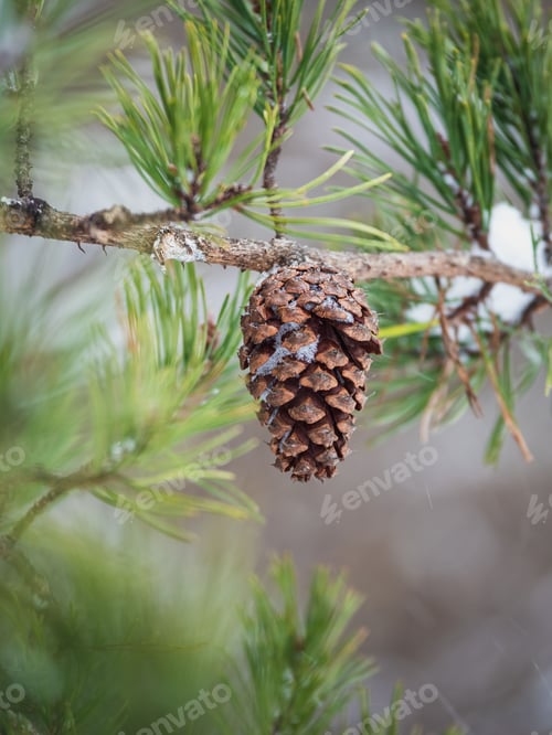 Preview: Snow Dusted Pinecone