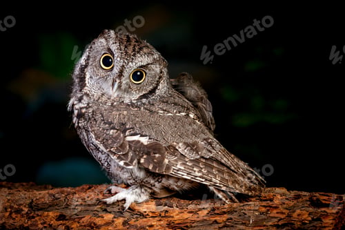 Preview: Adorable screech owl.