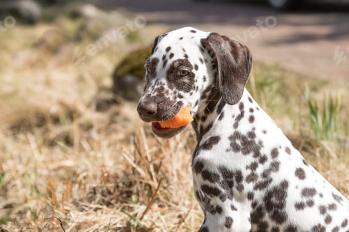 Preview: 2-month happy dalmatian puppy eating carrot outdoors. portrait of cute dalmatian dog with brown